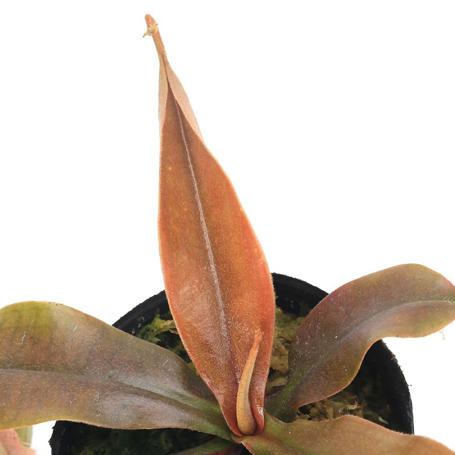 食虫植物）ウツボカズラ ネペンテス スーザン 2号（1鉢） : charm 第