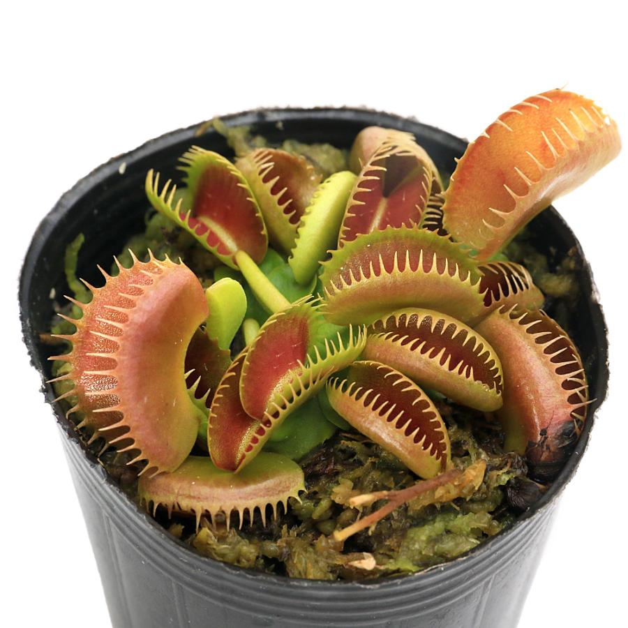 （食虫植物）ハエトリソウ　ブラッディ　ナース　２号（１鉢）（Yahoo!・charm 第2ヤフー店）