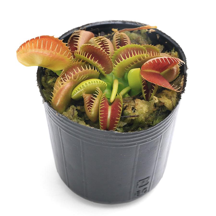 食虫植物）ハエトリソウ ブラッディ ナース 2号（1鉢） : charm 第2