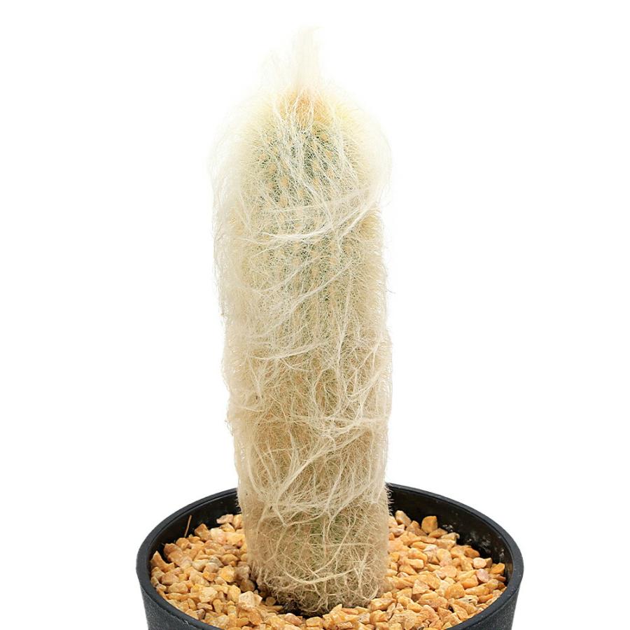 多肉植物）サボテン エスポストア 老楽 5号（1鉢） : charm 第2