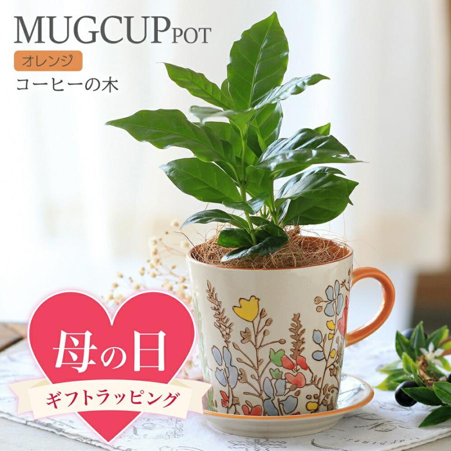 ●母の日ギフト●コーヒーの木　マグカップポット　オレンジ　ココヤシファイバー（１鉢）　送料無料　同梱不可　２０２６　５月１０日以降にお届け（Yahoo!・charm 第2ヤフー店）