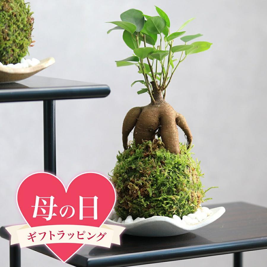 ●母の日ギフト●苔玉皿付き！苔玉　ガジュマル（１個）　送料無料　同梱不可　２０２６　母の日　５月１０日以降にお届け（Yahoo!・charm 第2ヤフー店）