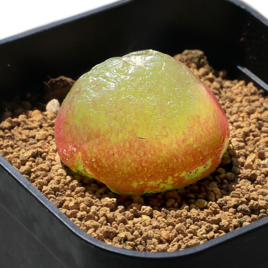 多肉植物）コノフィツム ブルゲリ 〜3cm（1球） : charm 第2ヤフー