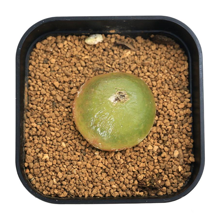 多肉植物）コノフィツム ブルゲリ 〜3cm（1球） : charm 第2ヤフー