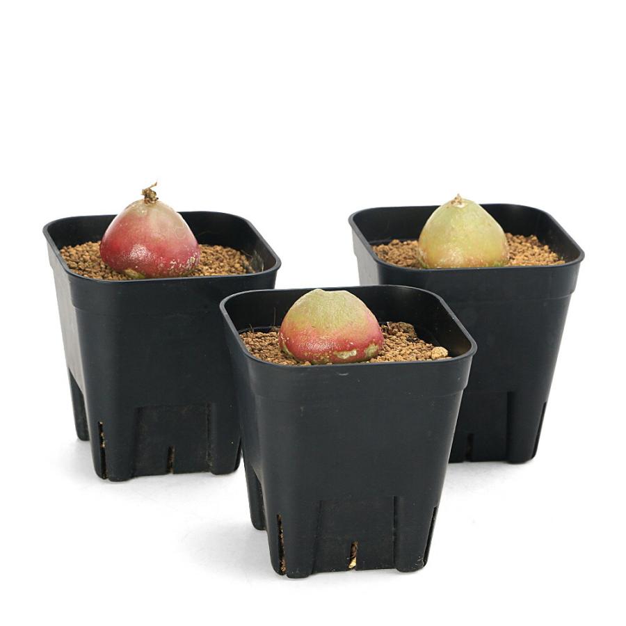 多肉植物）コノフィツム ブルゲリ 〜3cm（1球） : charm 第2ヤフー