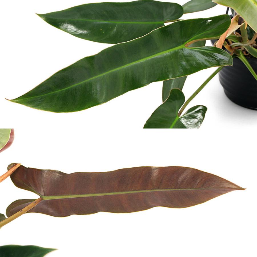 植*郎様 格安 フィロデンドロン アタバポエンセ 斑入り 観葉植物）フィロデンドロン アタバポエンセ 6号（1鉢）吊り鉢