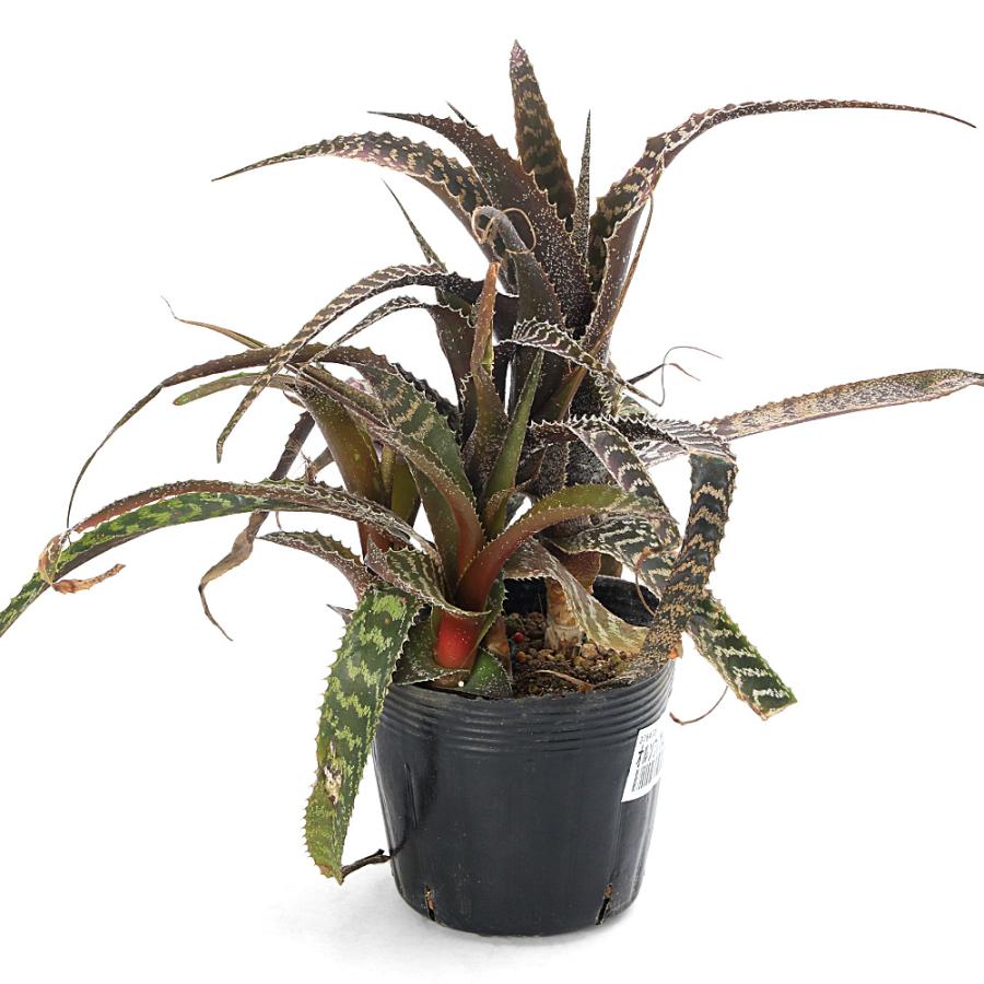 観葉植物）オルソフィツム グルケニー 3．5号 : charm 第2ヤフー店