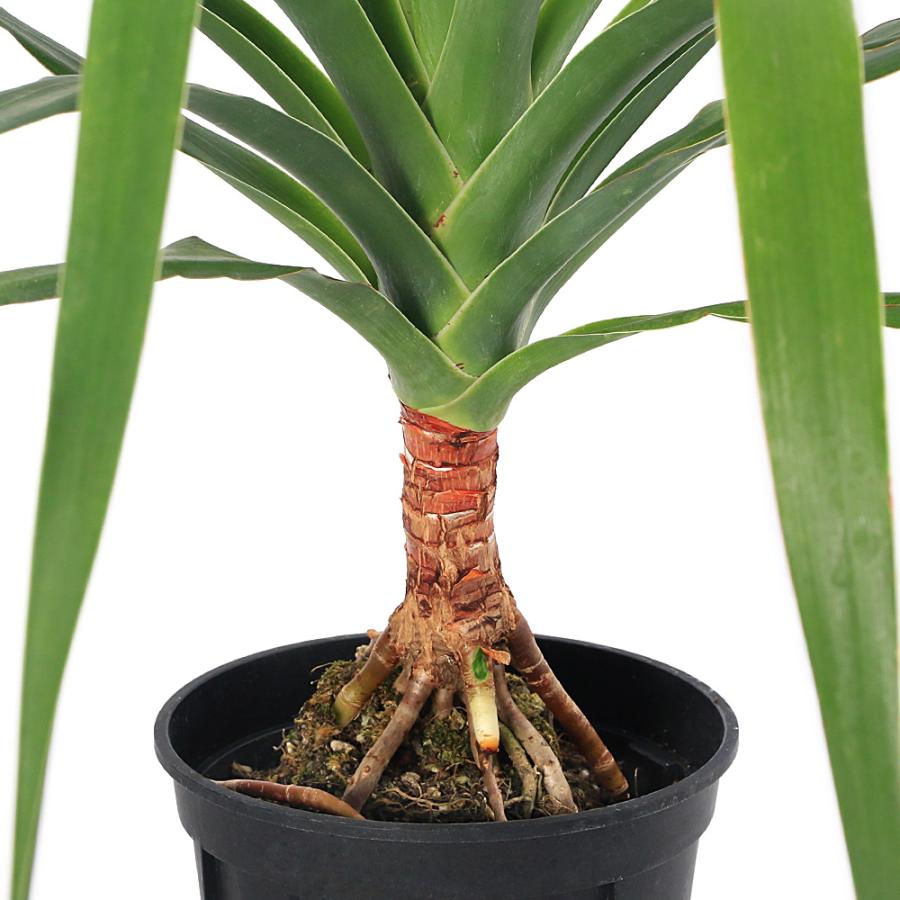 観葉植物）ドラセナ ドラコ（竜血樹）5号（1鉢） : charm 第2ヤフー