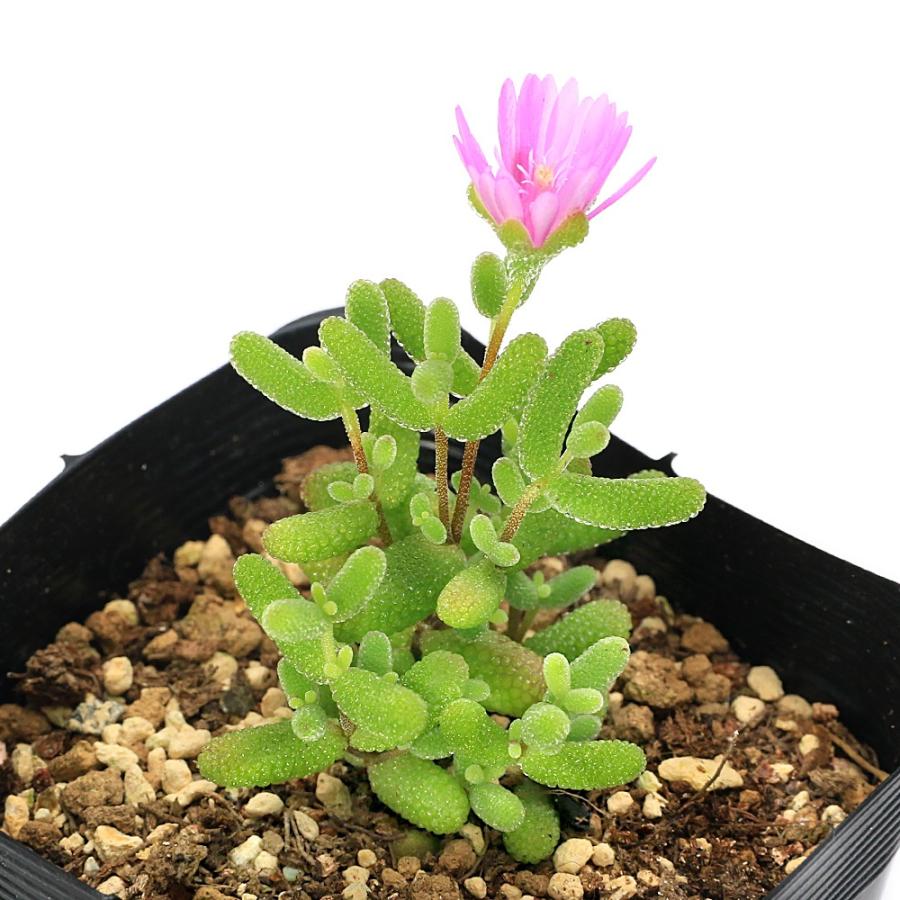 多肉植物）ドロサンテマム グロボーサム 2号（1鉢） : charm 第2