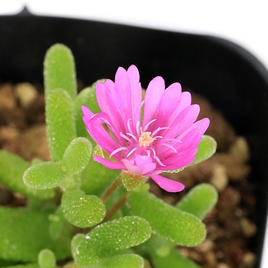 多肉植物）ドロサンテマム グロボーサム 2号（1鉢） : charm 第2