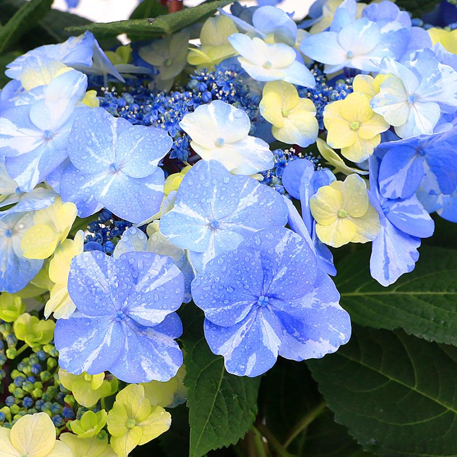 観葉植物）ハイドランジア サニーデイズ 花無し株（剪定済み）5号（1