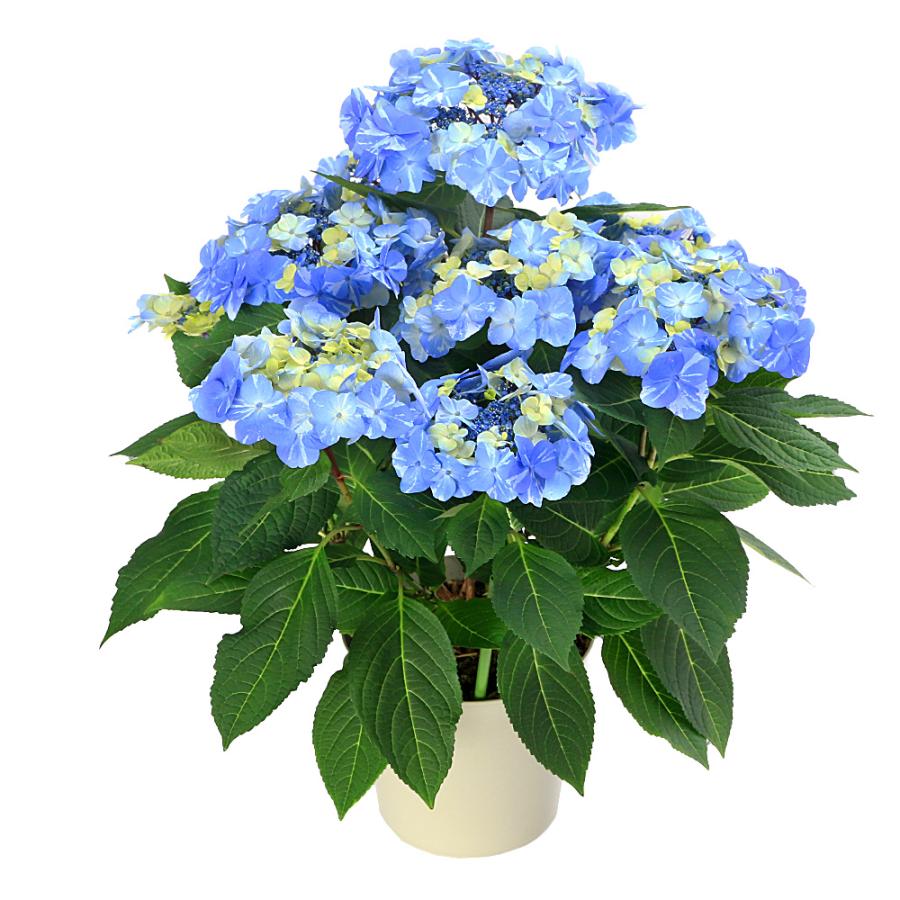 観葉植物）ハイドランジア サニーデイズ 花無し株（剪定済み）5号（1