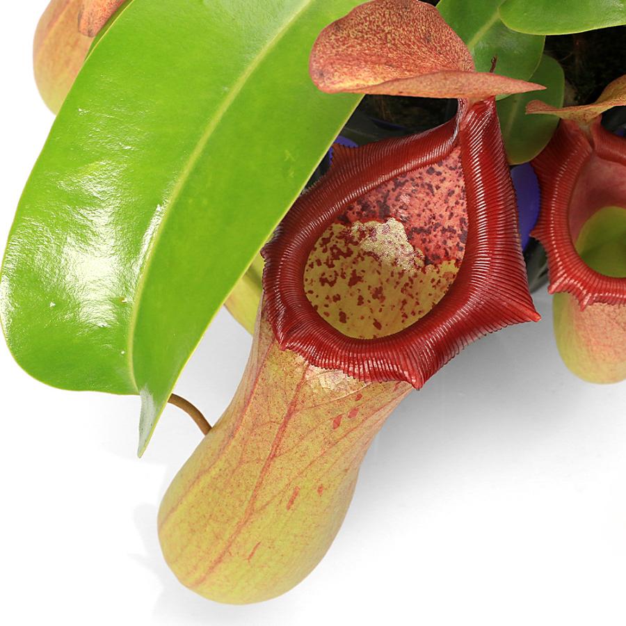 食虫植物）ウツボカズラ ネペンテス ベントリコーサ（レッド