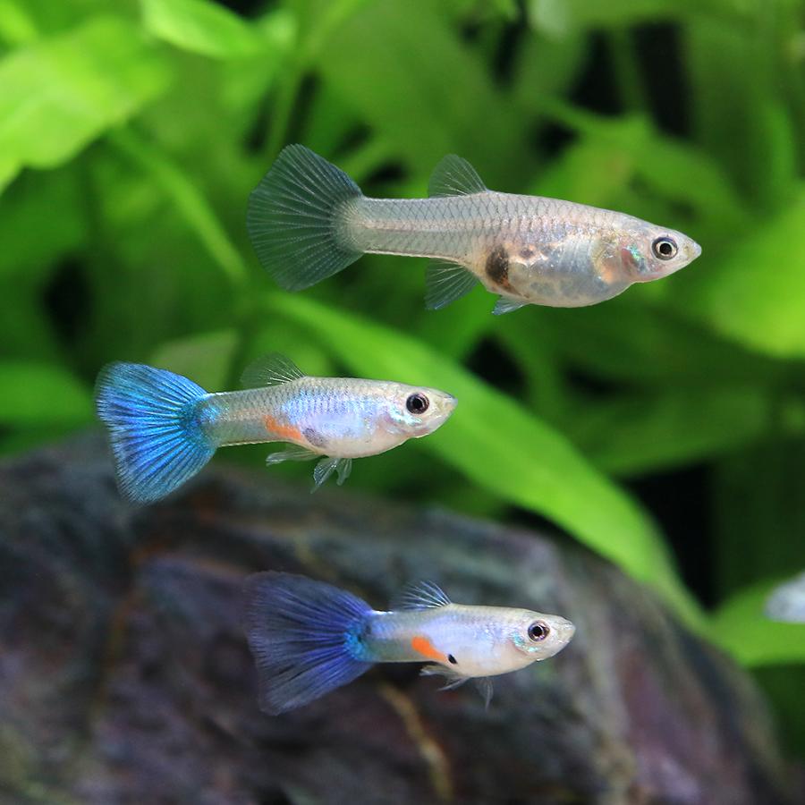 熱帯魚）ラズリーブルーテールグッピー（国産グッピー）（1ペア 