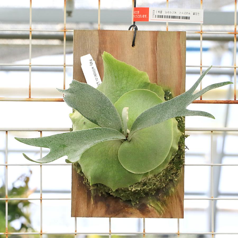 観葉植物）一点物 ビカクシダ ウィリンキー リトルラナ 板付け（1株 