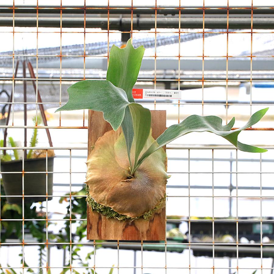 観葉植物）一点物 ビカクシダ ヒリー 