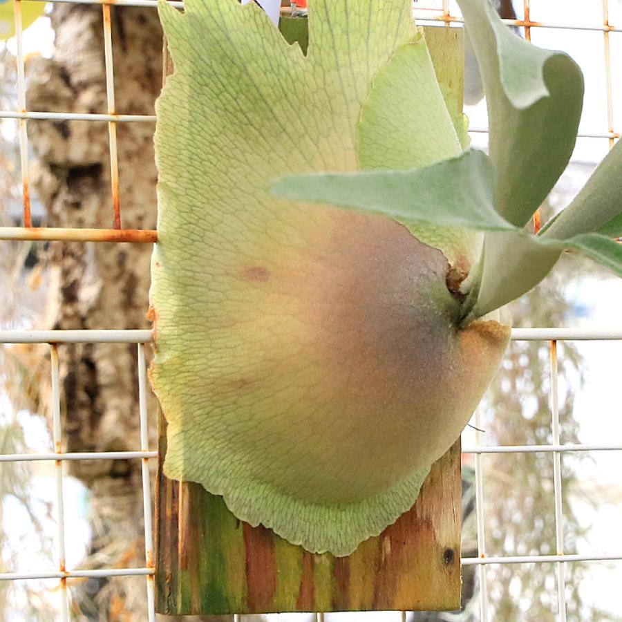 観葉植物）一点物 ビカクシダ ヴィーチー'レモイネイ' 板付け（1株
