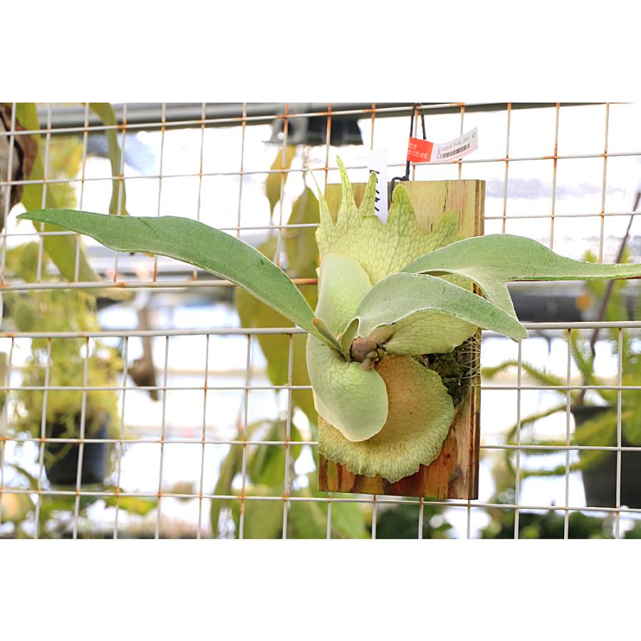 観葉植物）一点物 ビカクシダ ヴィーチー'レモイネイ' 板付け（1株