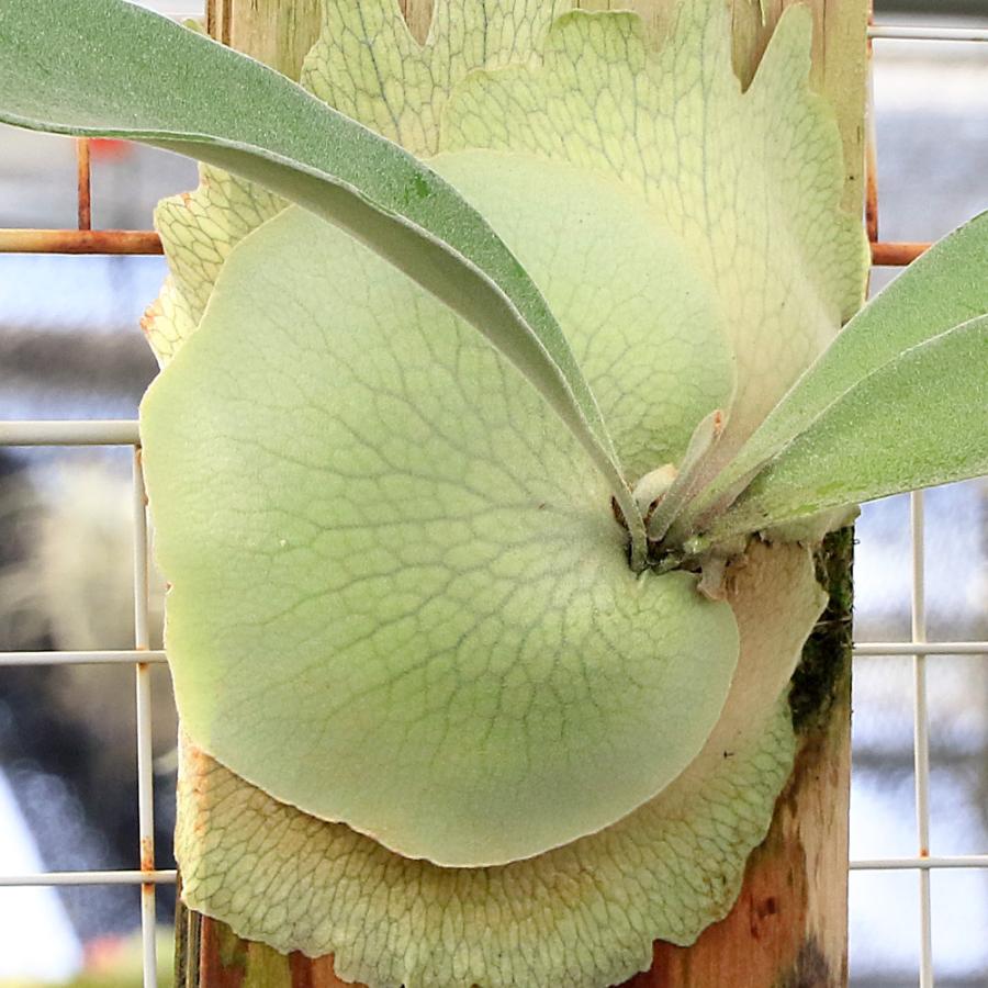 観葉植物）一点物 ビカクシダ ヴィーチー'レモイネイ' 板付け（1株