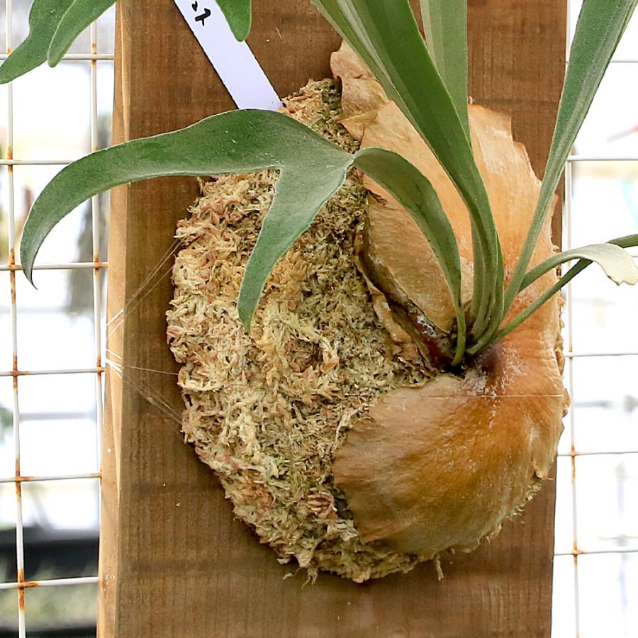 観葉植物）一点物 ビカクシダ マジュス 板付け（1株） : charm 第2