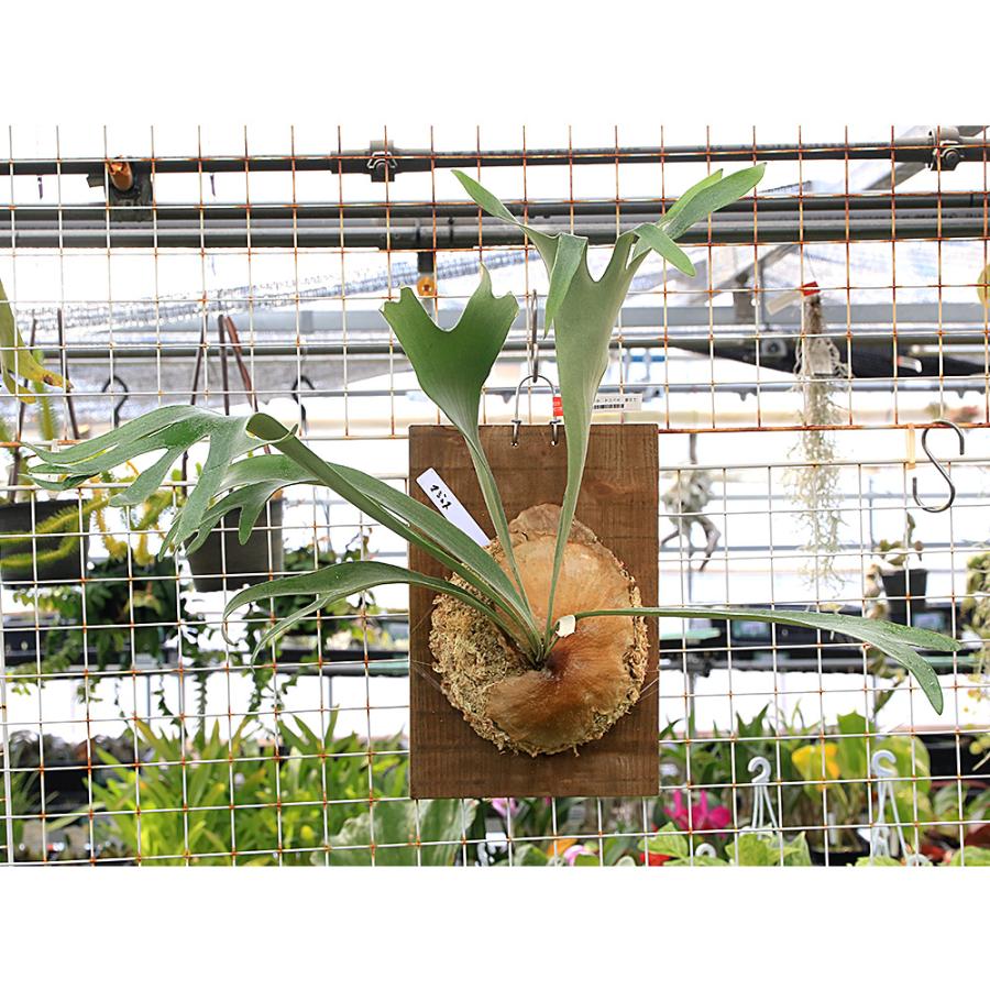 観葉植物）一点物 ビカクシダ マジュス 板付け（1株） : charm 第2