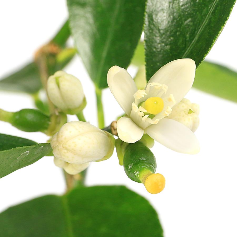 観葉植物）果樹苗 ライム 3号（1ポット） 家庭菜園 果物 フルーツ