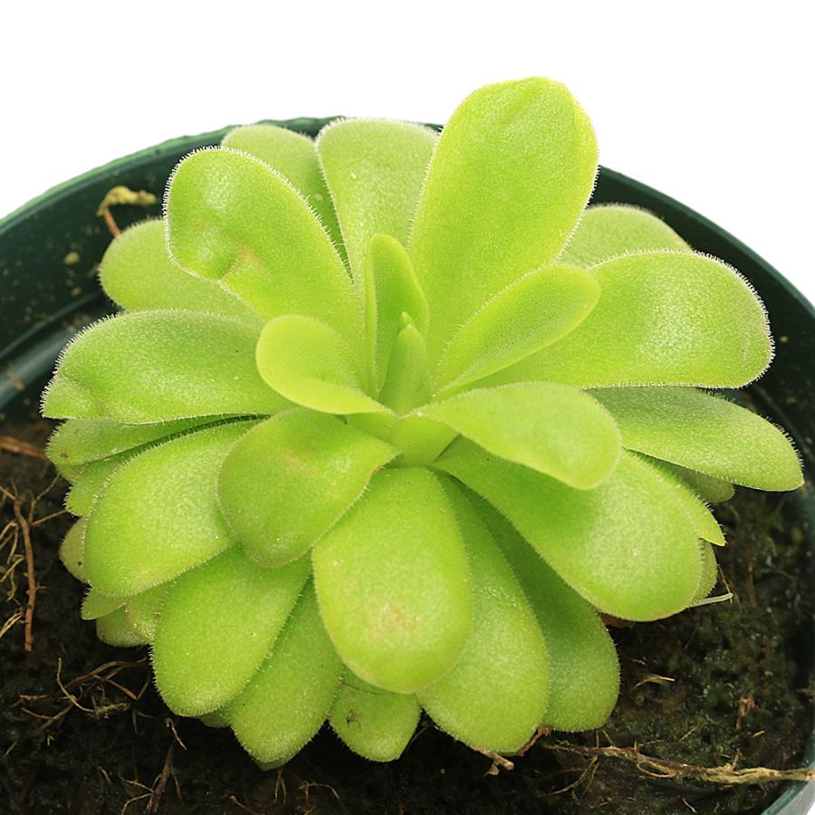（食虫植物）ムシトリスミレ　ピンギキュラ　ガテマラスペック　３号（１鉢）（Yahoo!・charm 第2ヤフー店）