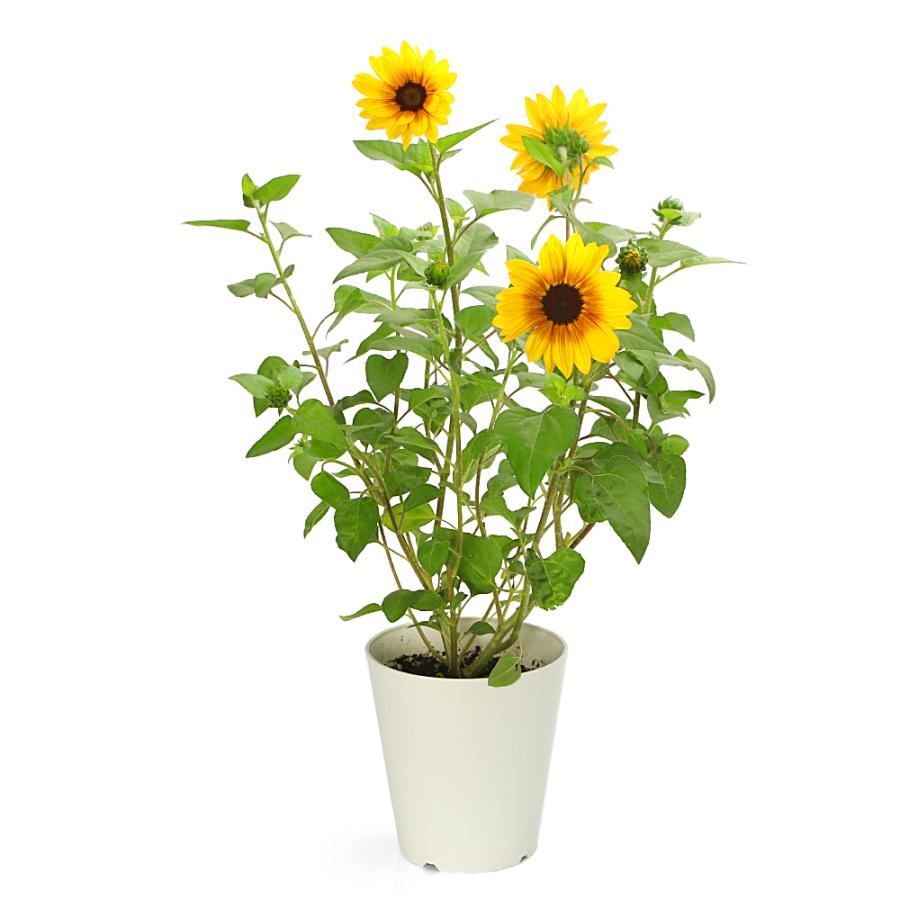 観葉植物）ヒマワリ サンビリーバブル ブラウンアイ 5号（1鉢