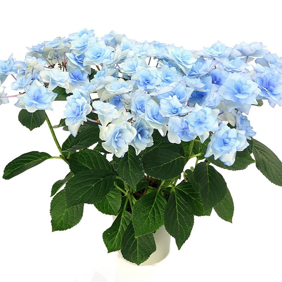 観葉植物）西洋アジサイ バロニー ブルー 5号 花無し株（剪定済み