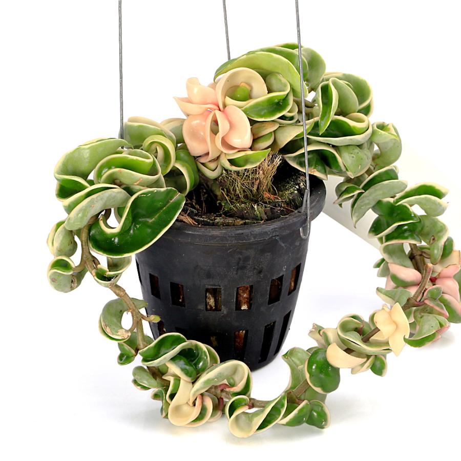 観葉植物）ホヤ コンパクタ 斑入り 4号（1ポット）ハンギングポット