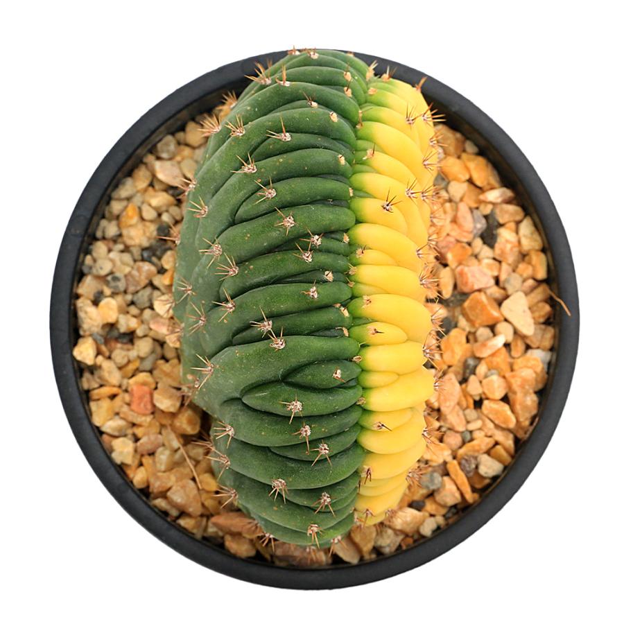 多肉植物）エキノプシス パチャノイ 綴化 斑入り 3．5号（1鉢