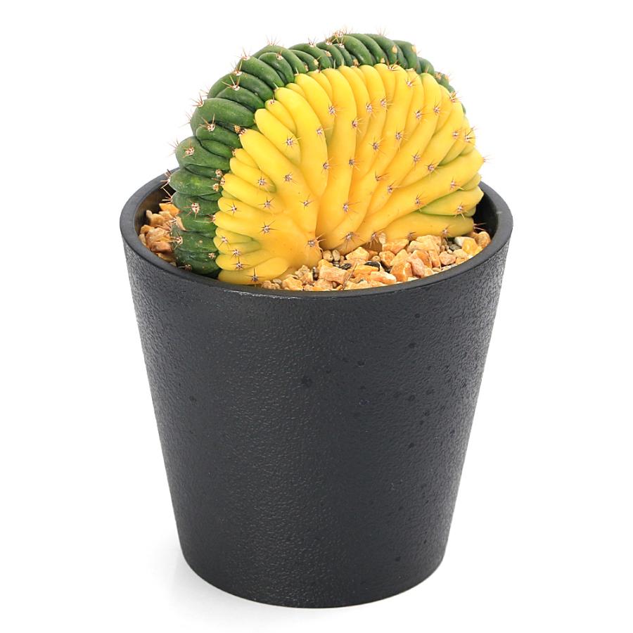 多肉植物）エキノプシス パチャノイ 綴化 斑入り 3．5号（1鉢