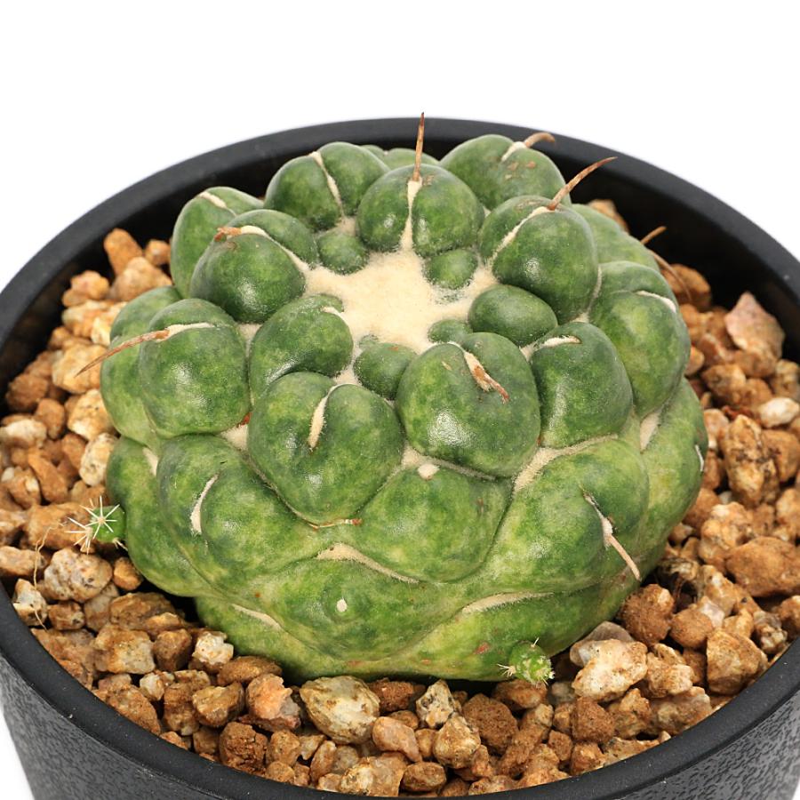 多肉植物）サボテン コリファンタ 刺無象牙丸 3．5号（1鉢