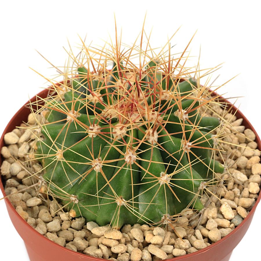 多肉植物）サボテン フェロカクタス 黄彩玉 3号（1鉢） : charm 第2