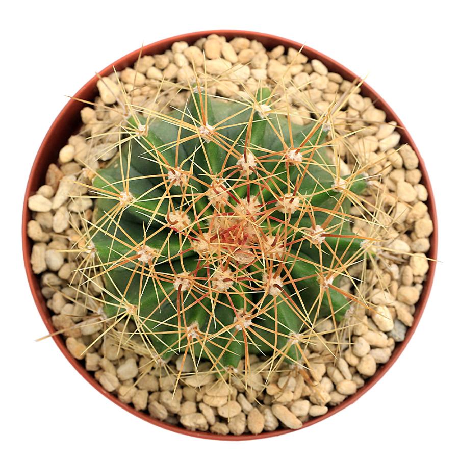 多肉植物）サボテン フェロカクタス 黄彩玉 3号（1鉢） : charm 第2