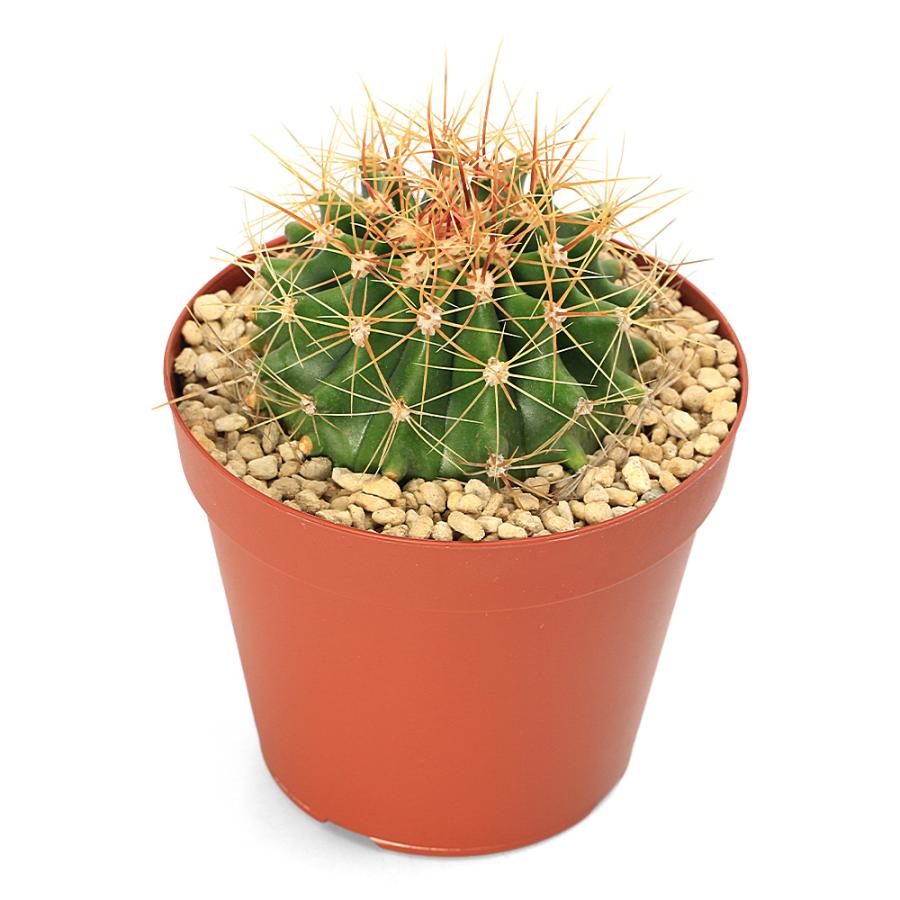 多肉植物）サボテン フェロカクタス 黄彩玉 3号（1鉢） : charm 第2