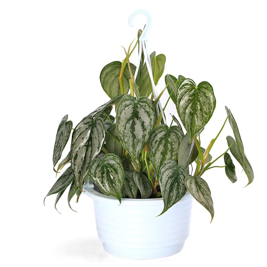 観葉植物）フィロデンドロン ブランティアナム 5号 吊り鉢（1鉢