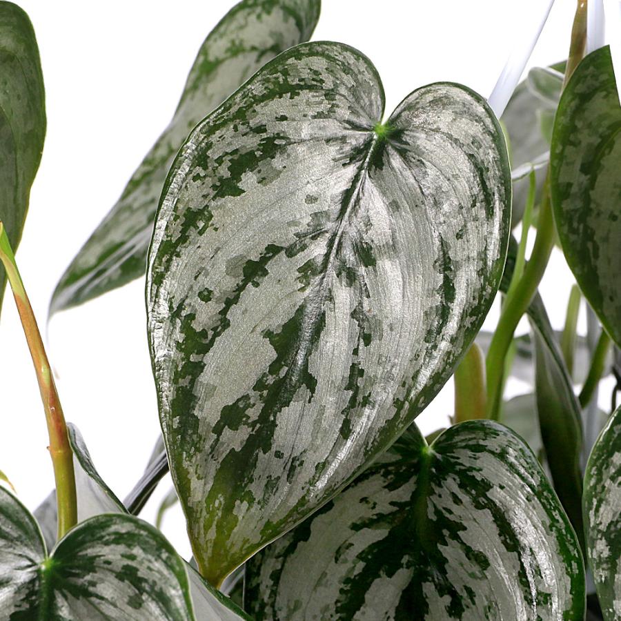 観葉植物）フィロデンドロン ブランティアナム 5号 吊り鉢（1鉢