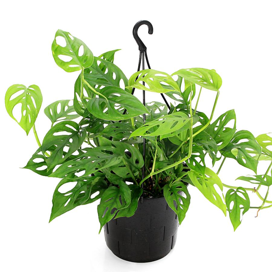 モンステラ　オブリクア　ヤスニ　5号　吊り鉢 観葉植物）モンステラ オブリクア エクスピラータ 吊り鉢 5号（1鉢