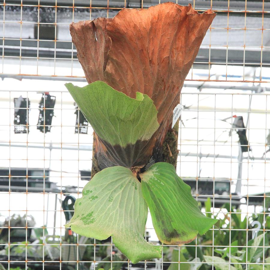 観葉植物）一点物 コウモリラン ビカクシダ エレファントティス 板付き
