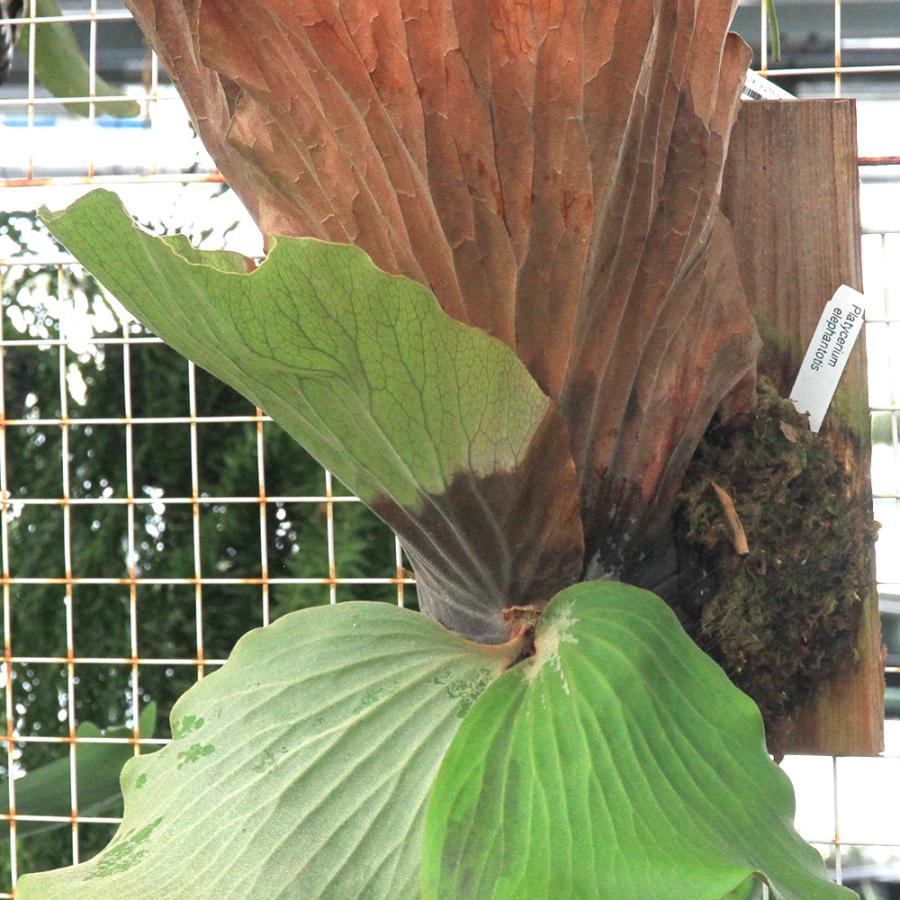 観葉植物）一点物 コウモリラン ビカクシダ エレファントティス 板付き