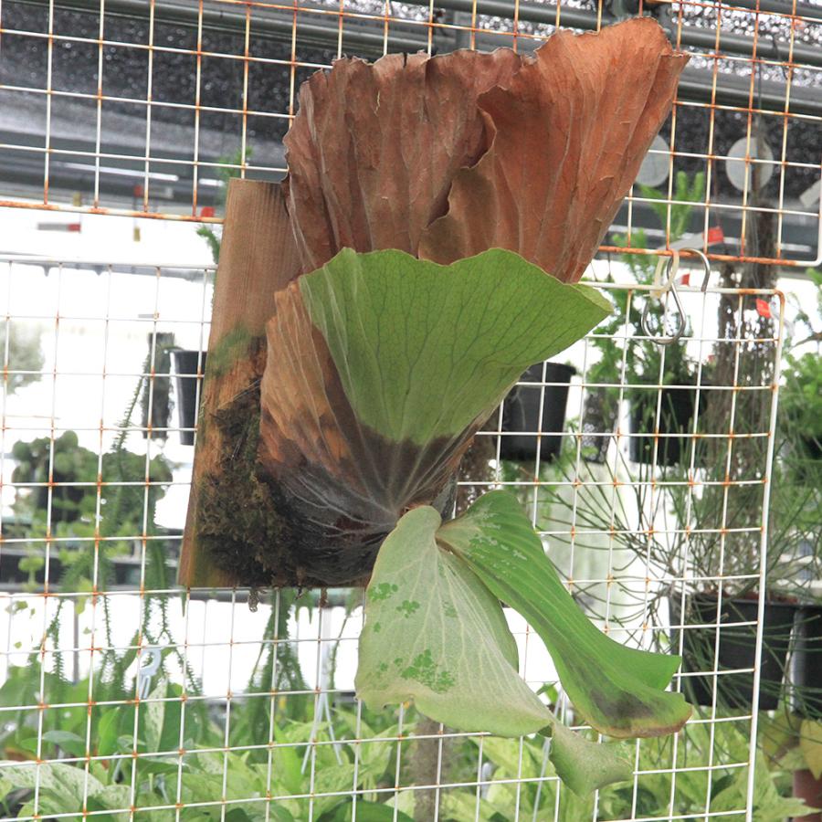 観葉植物）一点物 コウモリラン ビカクシダ エレファントティス 板付き