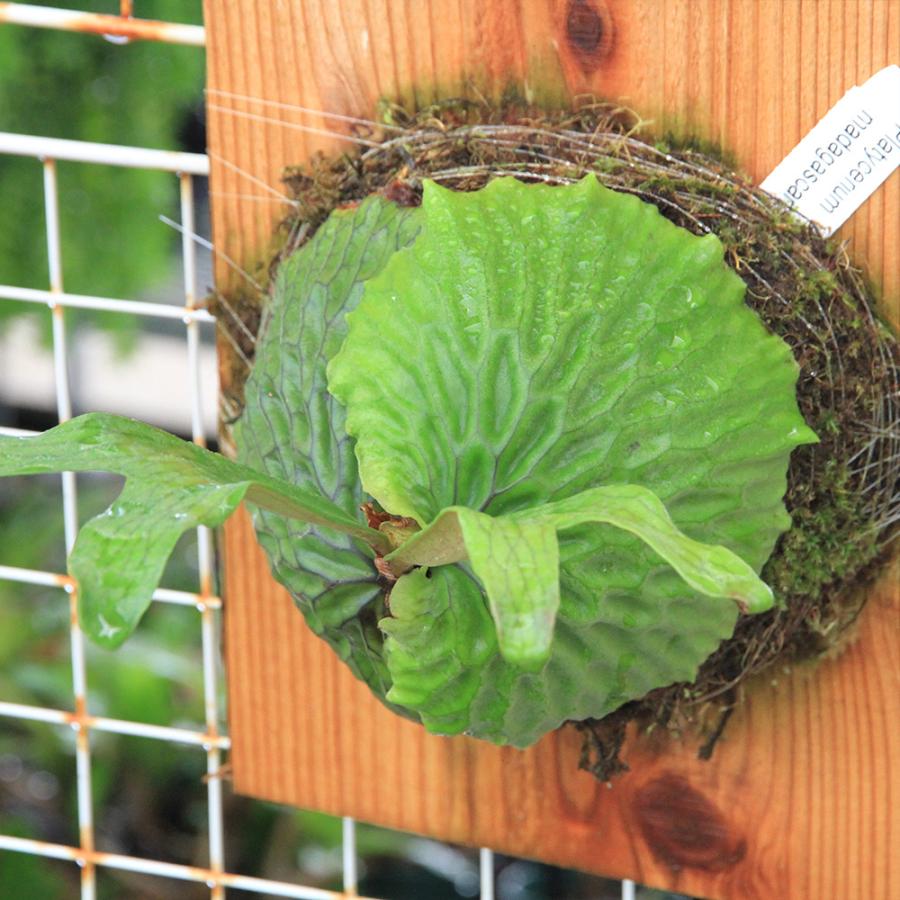 職人工房　早急発送　マダガスカリエンセ 観葉植物）一点物 ビカクシダ マダガスカリエンセ 板付け（1株