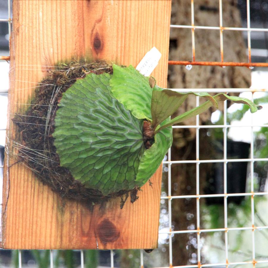 観葉植物）一点物 ビカクシダ マダガスカリエンセ 板付け（1株