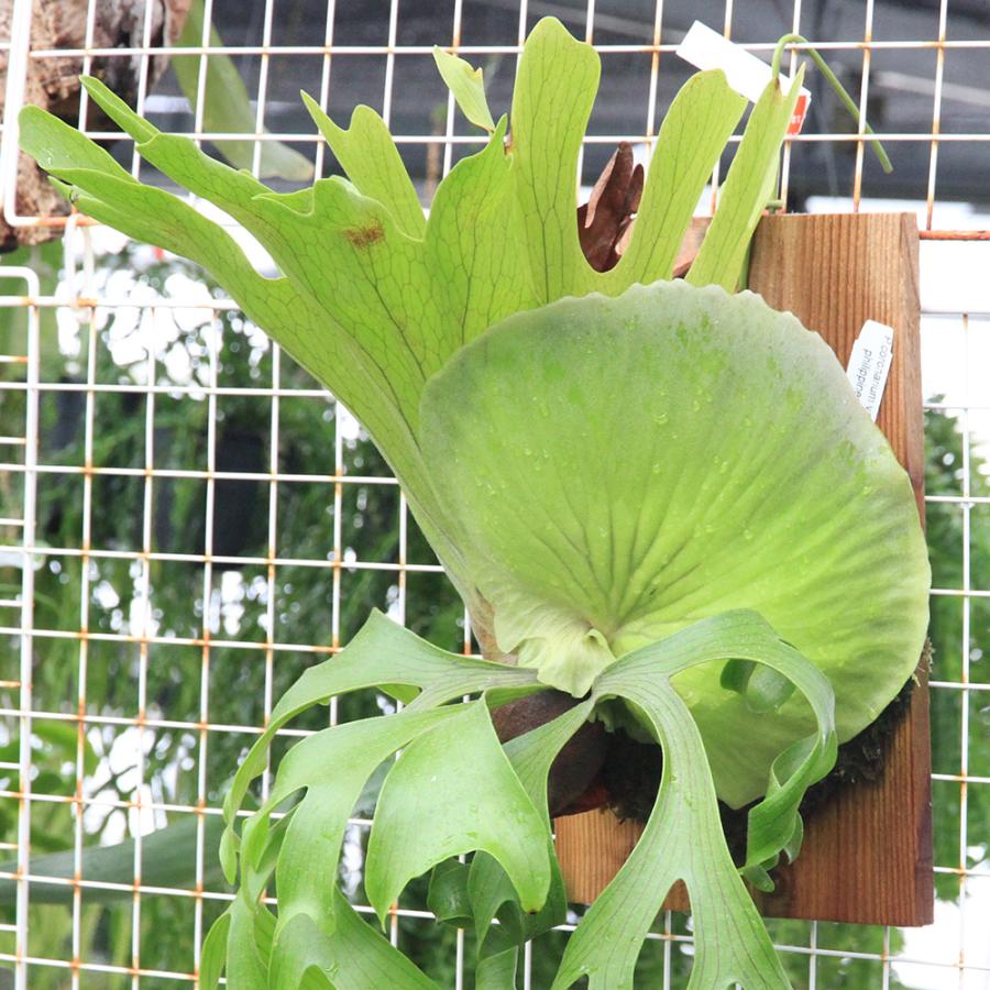 観葉植物）一点物 ビカクシダ コロナリウム cv．フィリピネス 板付け
