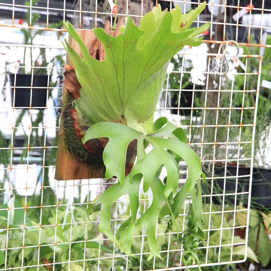 観葉植物）一点物 ビカクシダ コロナリウム cv．フィリピネス 板付け