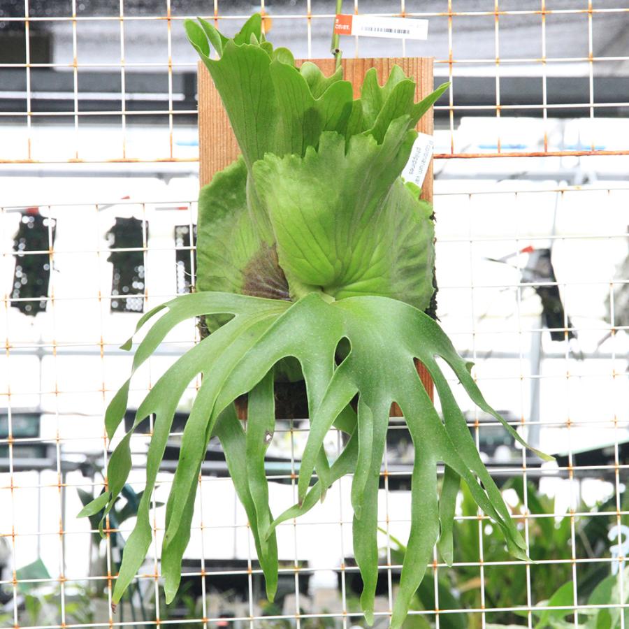 観葉植物）一点物 ビカクシダ コロナリウム cv．フィリピネス 板付け