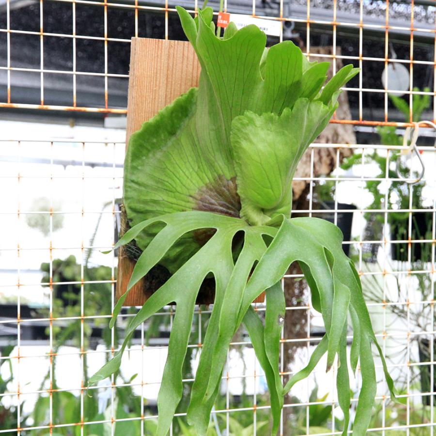 観葉植物）一点物 ビカクシダ コロナリウム cv．フィリピネス 板付け