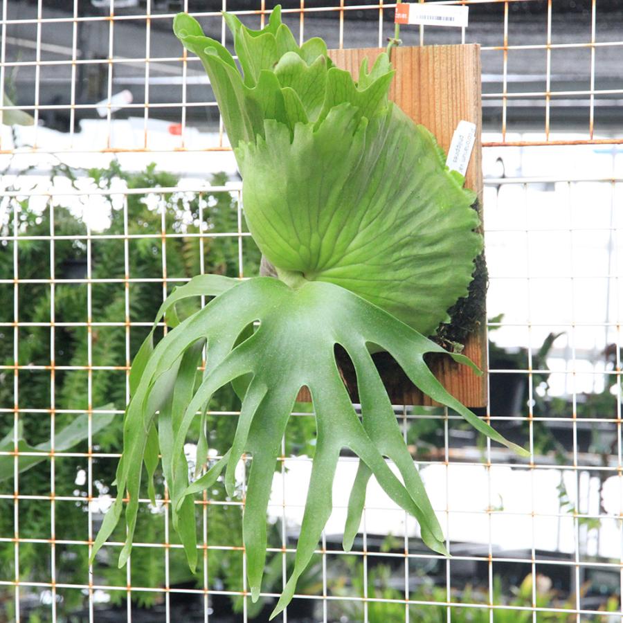 観葉植物）一点物 ビカクシダ コロナリウム cv．フィリピネス 板付け