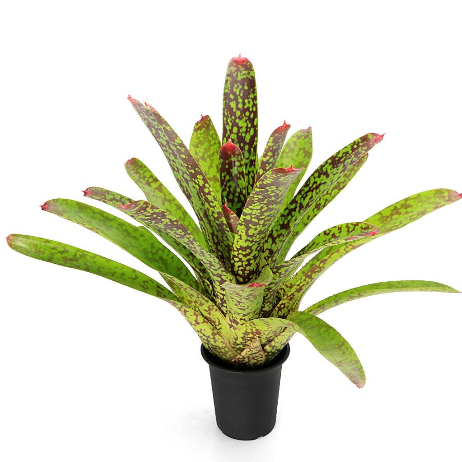 観葉植物）ネオレゲリア マルモラータ 4号（1鉢）タンクブロメリア